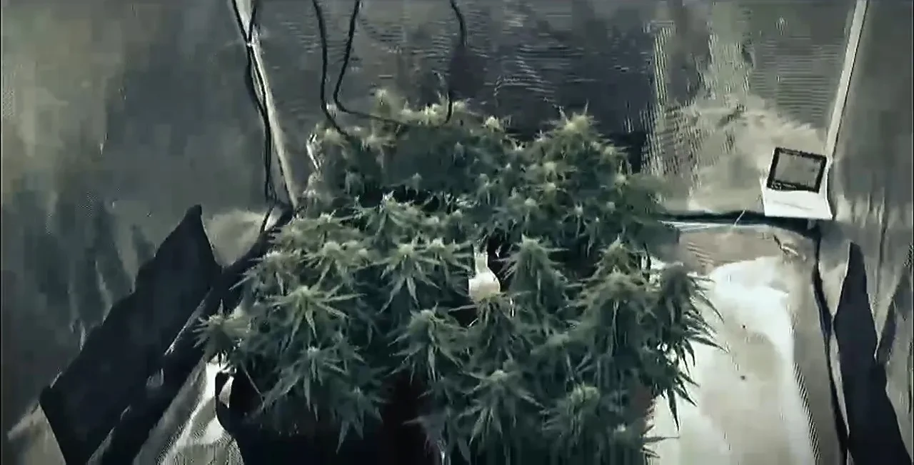 Tekirdağ’da 'skunk serası' şoku! Giysi dolabı sandılar, gerçek bambaşka çıktı 