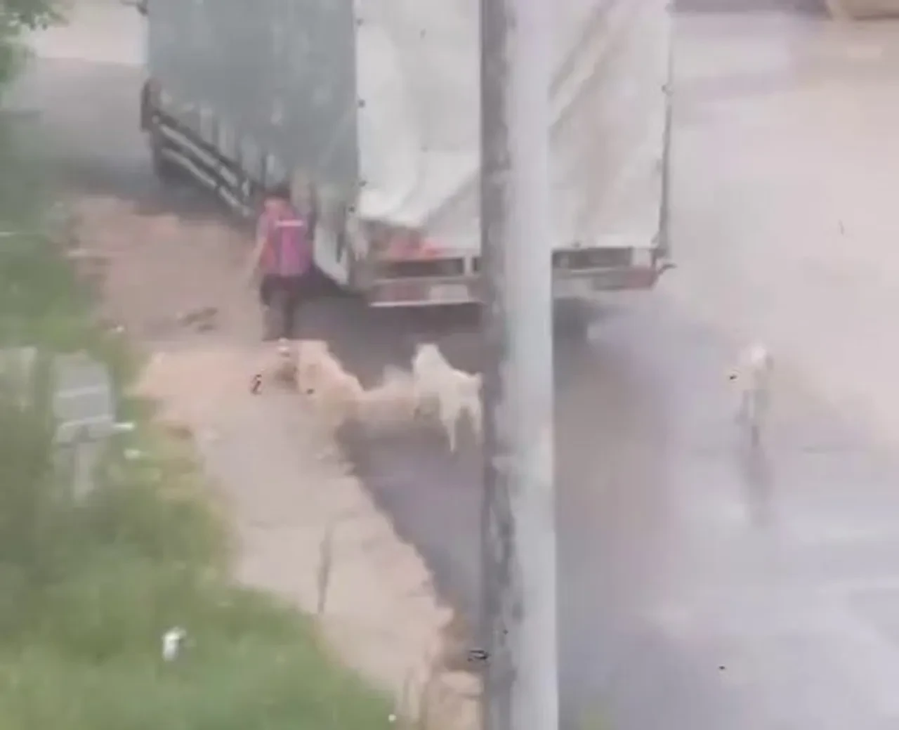Bir başıboş köpek dehşeti daha! Çocuğu kovaladıkları anlar kamerada