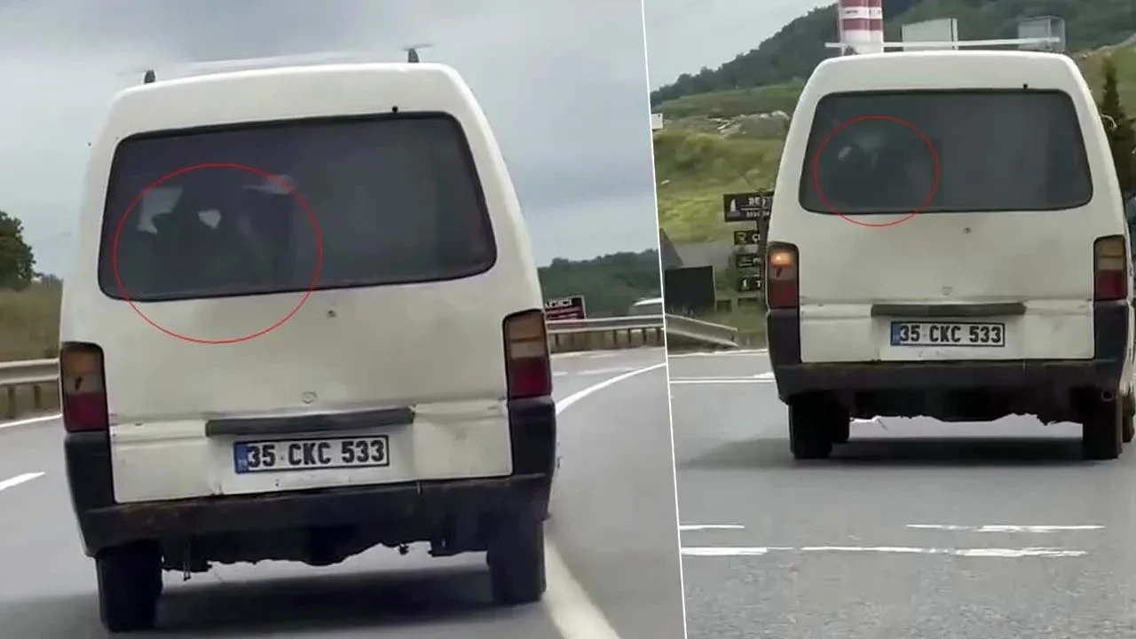 Buzağıyı panelvana bindirdi, yola koyuldu: Kara yolunda şaşkına çeviren görüntü