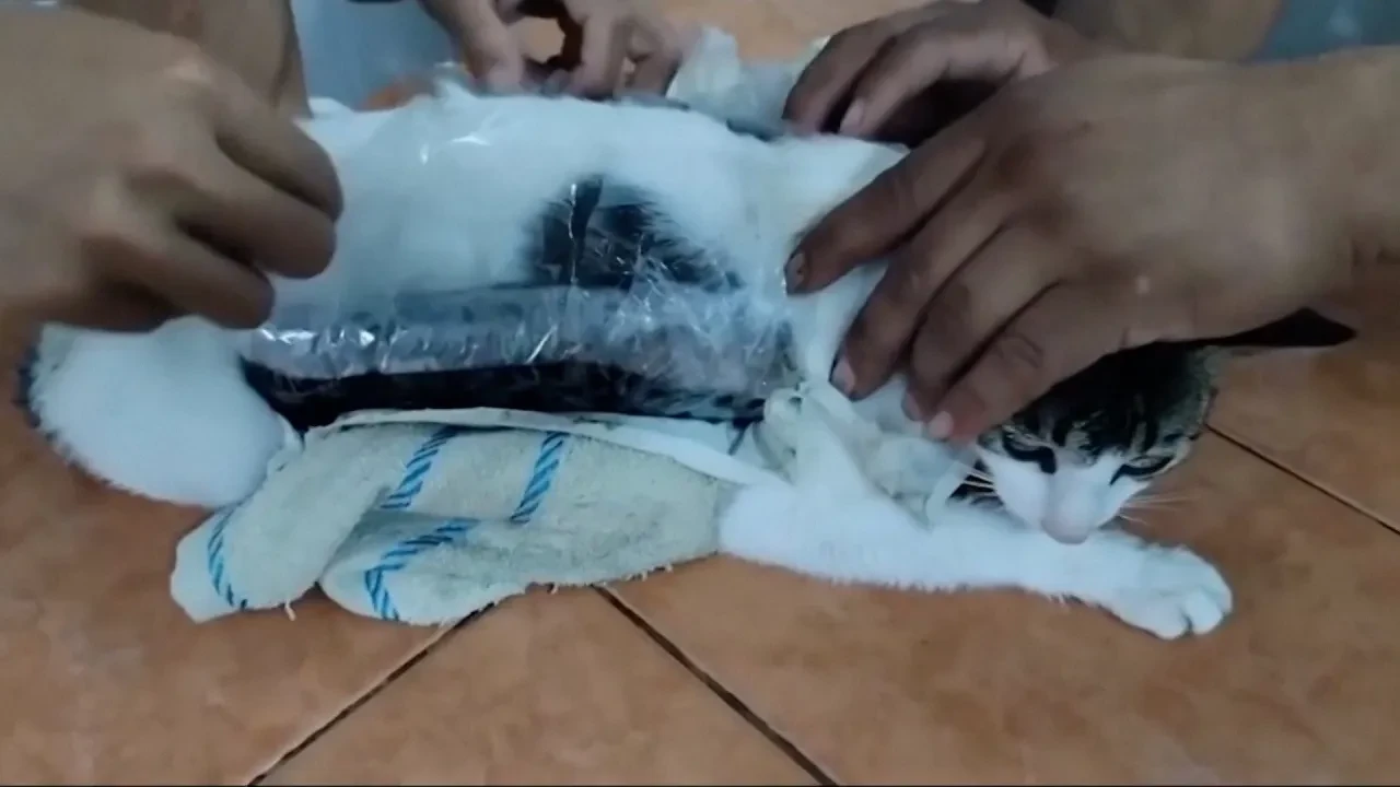 Kurnazlıkta sınır yok! Uyuşturucu tacirleri şimdi de kediyi kullandı