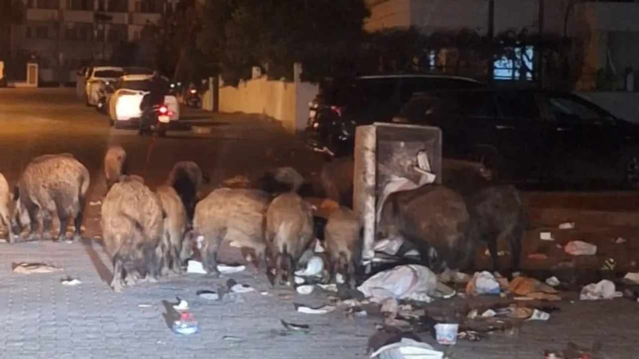 Marmaris'i domuzlar bastı! Kentin içinde sürüyle geziyorlar