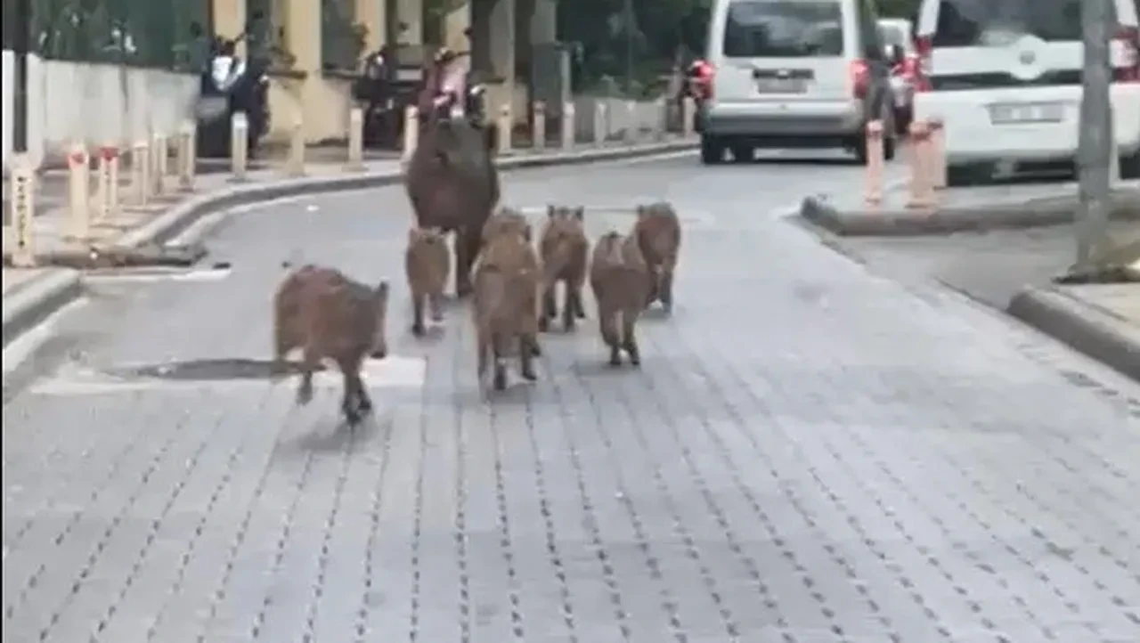 Marmaris'i domuzlar bastı! Kentin içinde sürüyle geziyorlar