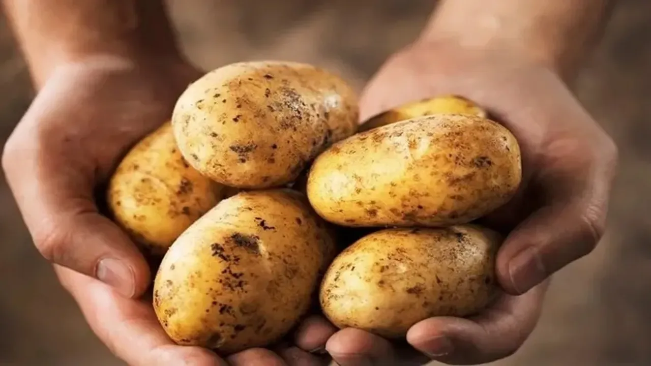 Patates diyeti yapmak isteyenler dikkat! Gerçekten zayıflatıyor mu?