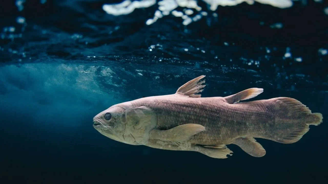 70 milyon yıl önce yok olduğu düşünülüyordu! Yeniden görüntülendi