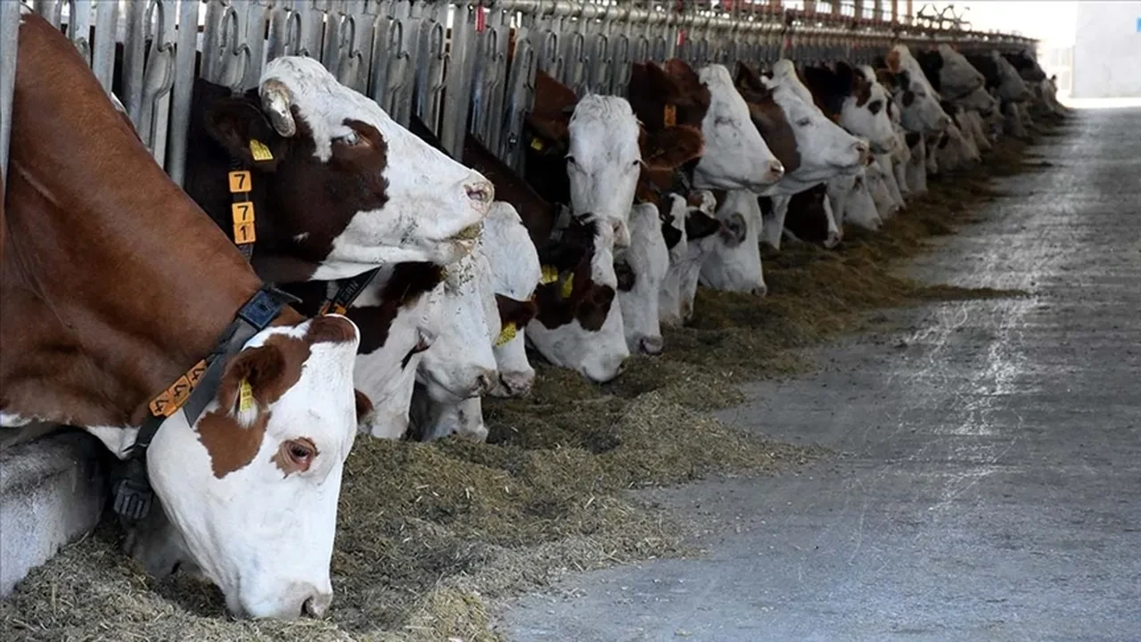 Büyükbaş canlı hayvan kilo fiyatı! 2025'te dana, tosun, düve kurbanlık fiyatları açıklandı