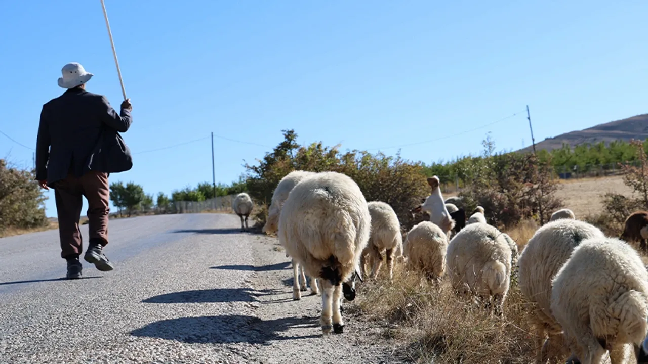 En az 100 bin TL istiyorlar! Van'da çoban krizi büyüyor
