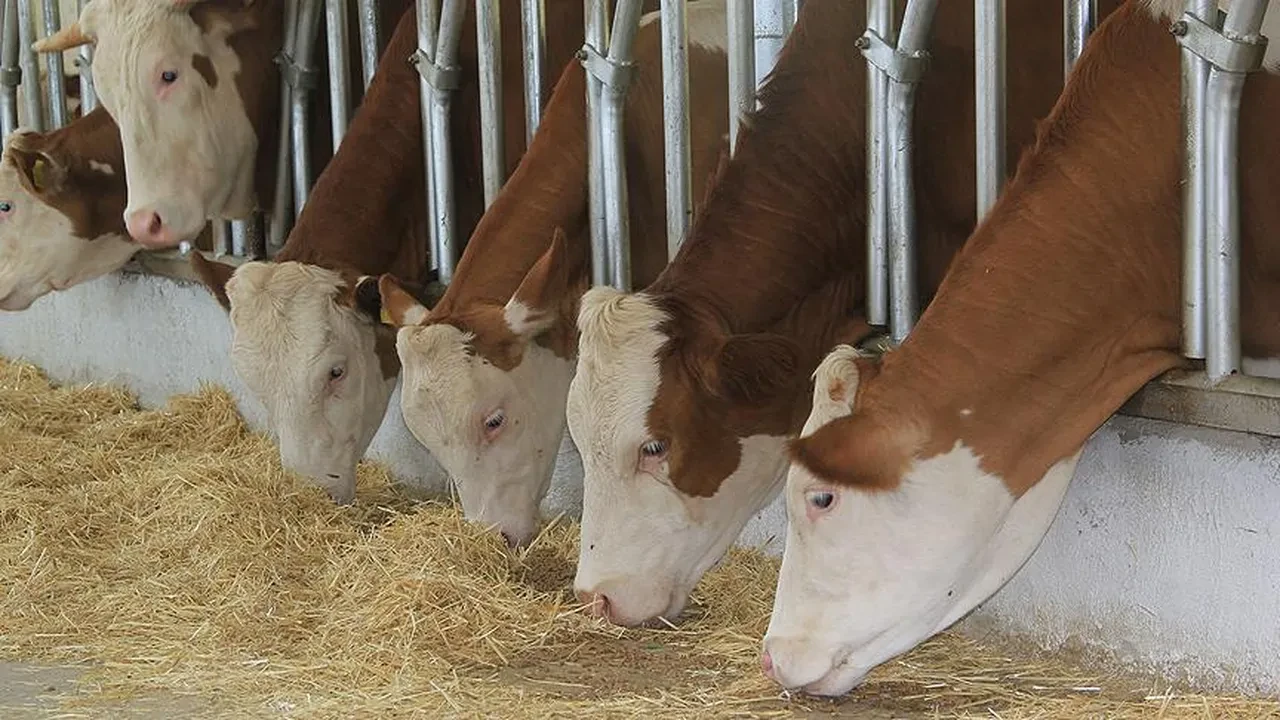 kurban fiyatları 2025