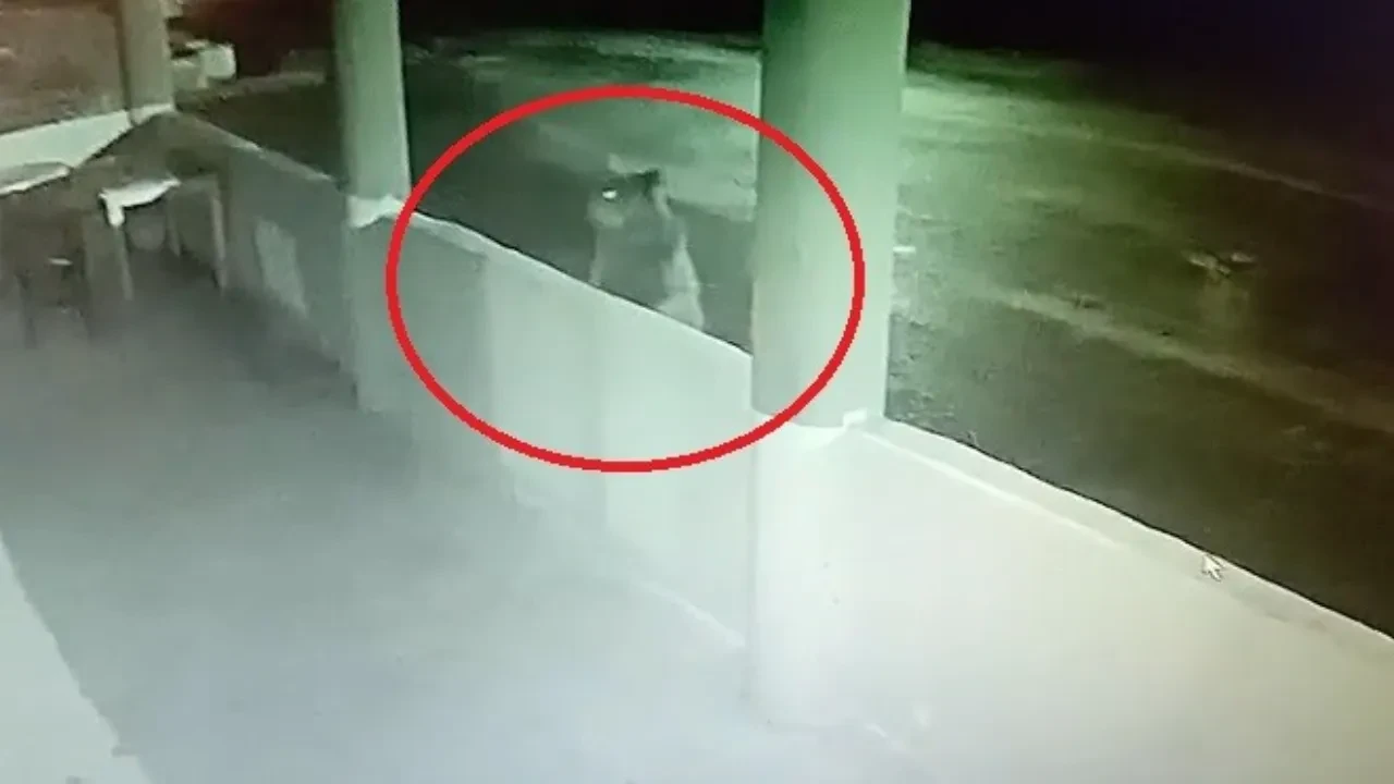 Aç ayı oynamadı! Tesisteki alabalıkları hapır hupur yedi