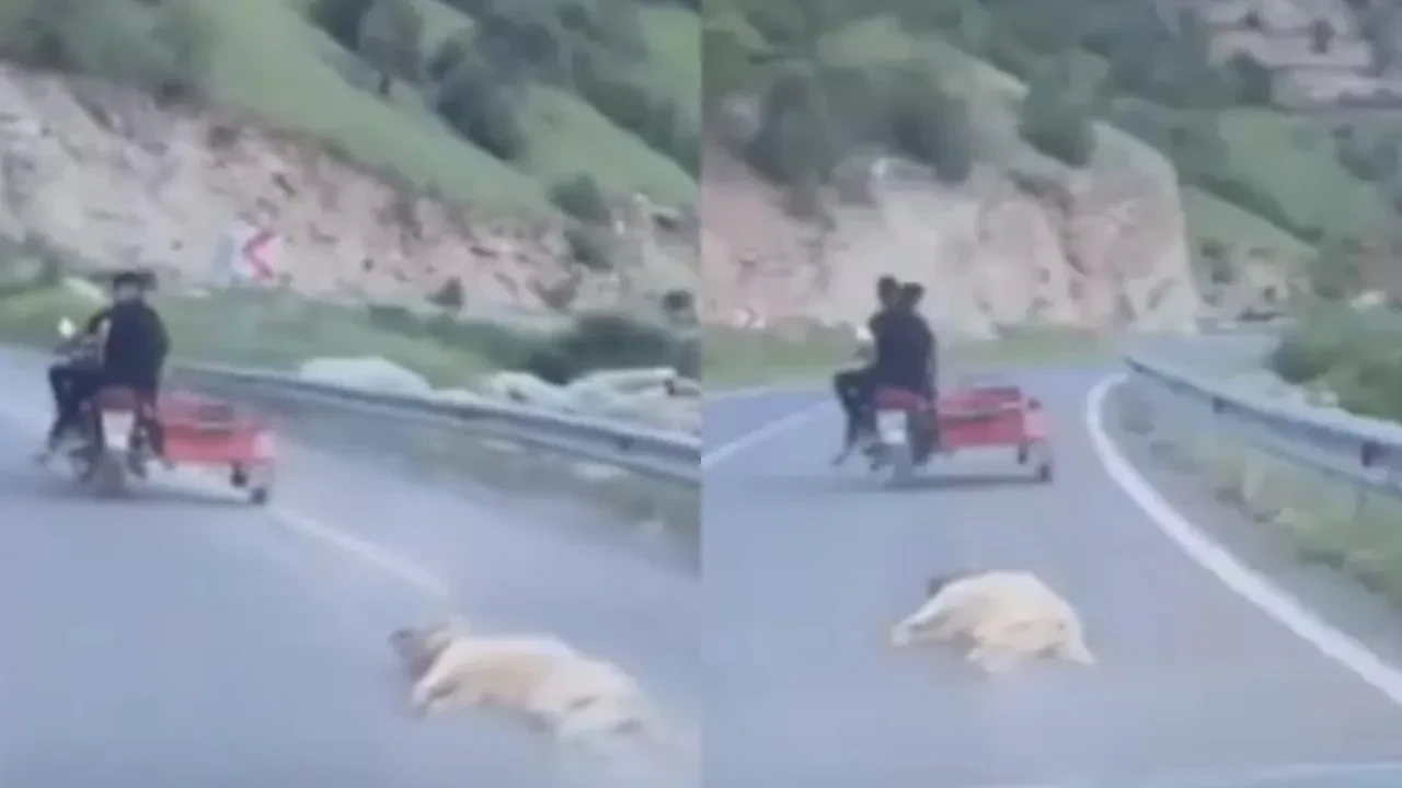 Bunun adı vicdansızlık! Telef olan köpeği böyle sürüklediler 