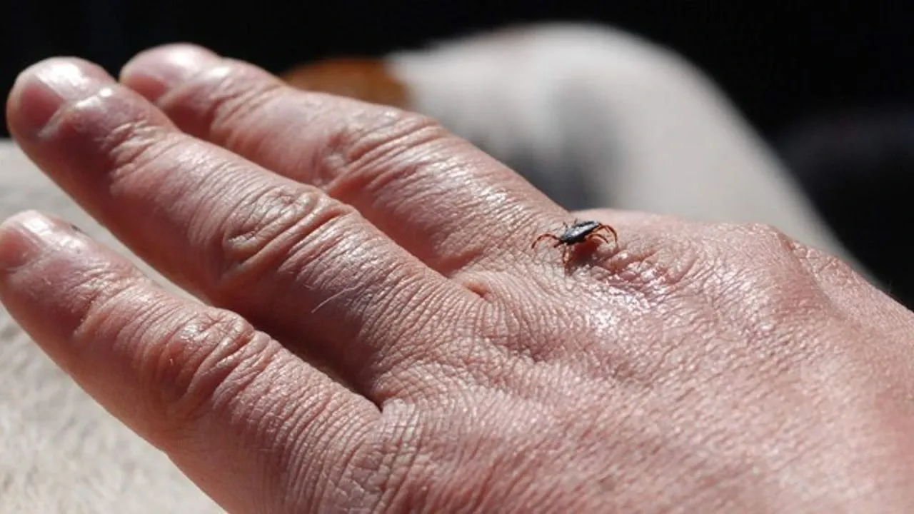 Kene kâbusu geri döndü! Minik Metehan hayatını kaybetti 