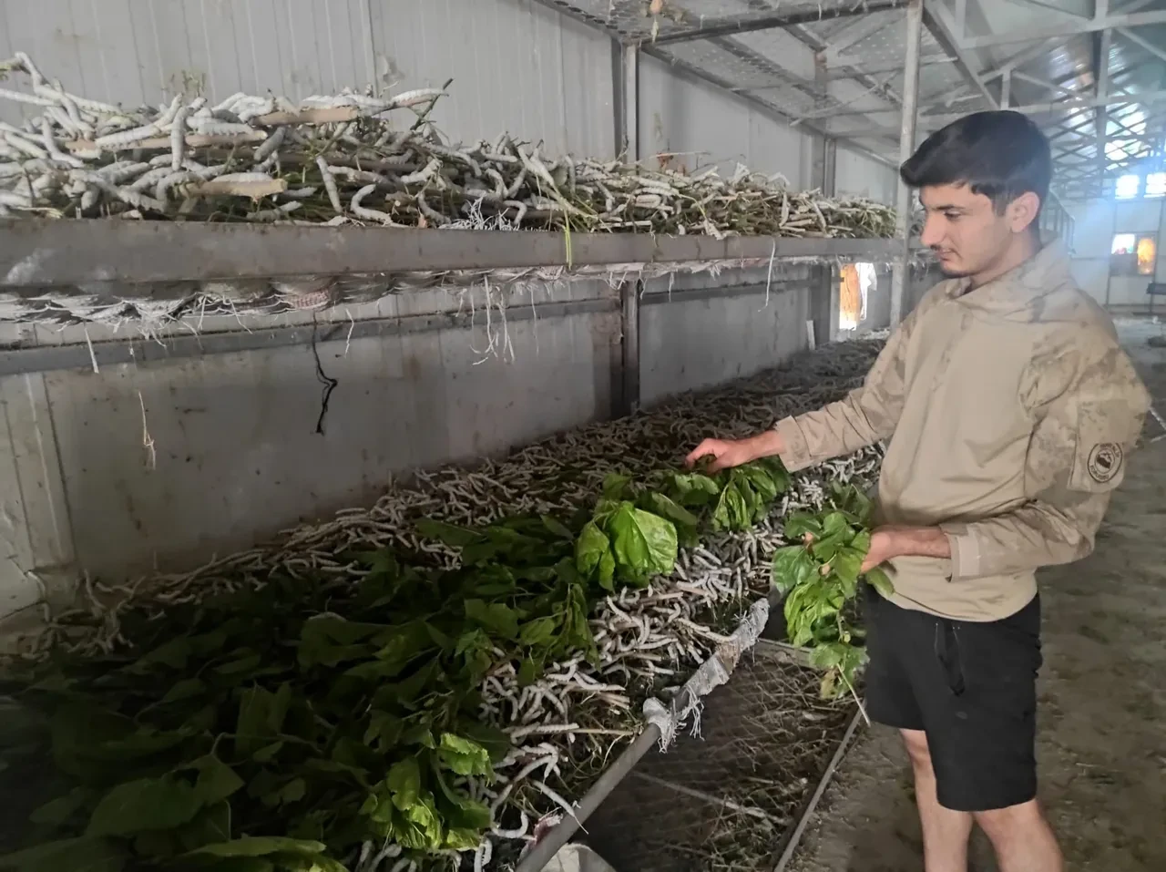 Kilosu bin liradan satılıyor! 3 aile olarak başladılar şimdi 150 aile geçimini sağlıyor