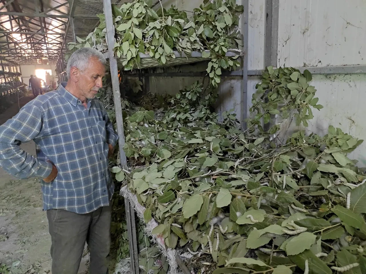 Kilosu bin liradan satılıyor! 3 aile olarak başladılar şimdi 150 aile geçimini sağlıyor
