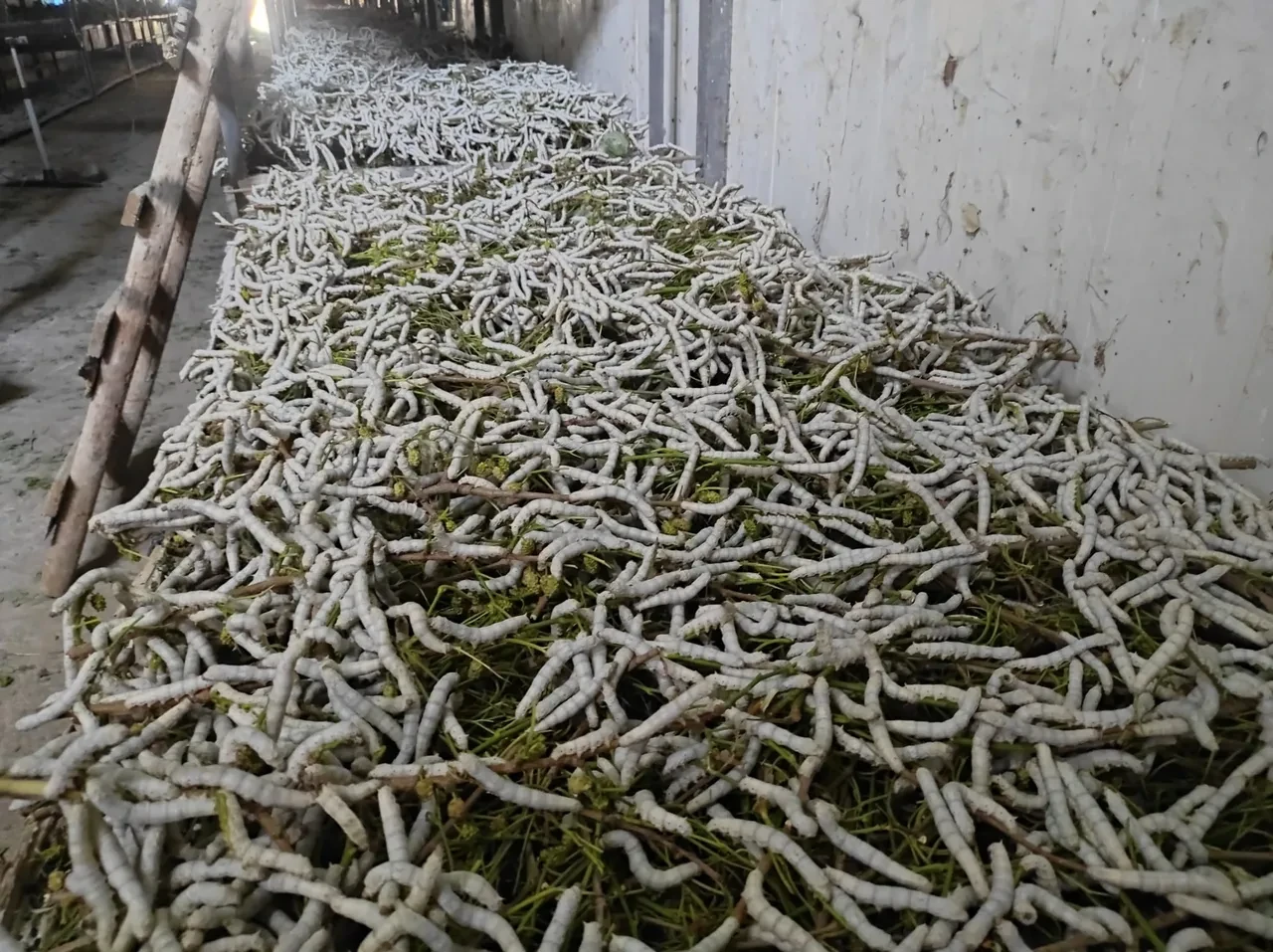 Kilosu bin liradan satılıyor! 3 aile olarak başladılar şimdi 150 aile geçimini sağlıyor