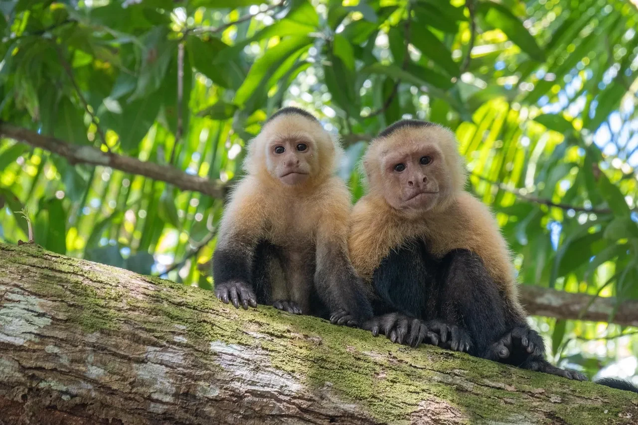 Maymunlarla ilgili ilginç keşif! ''Daha önce hiç denk gelmedik''