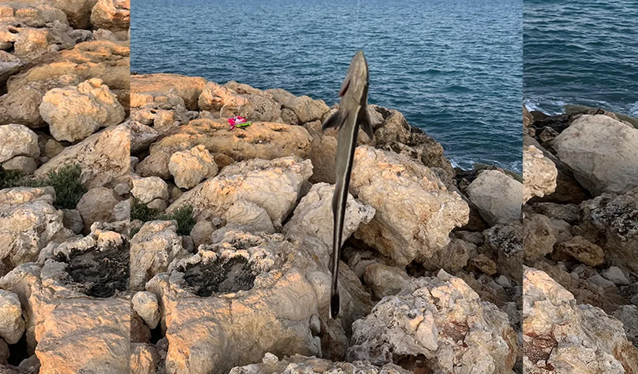Oltasına takılan balığı görünce şaşkına döndü! 'Başının üzerinde ayakkabıyla basılmış gibi izler var'