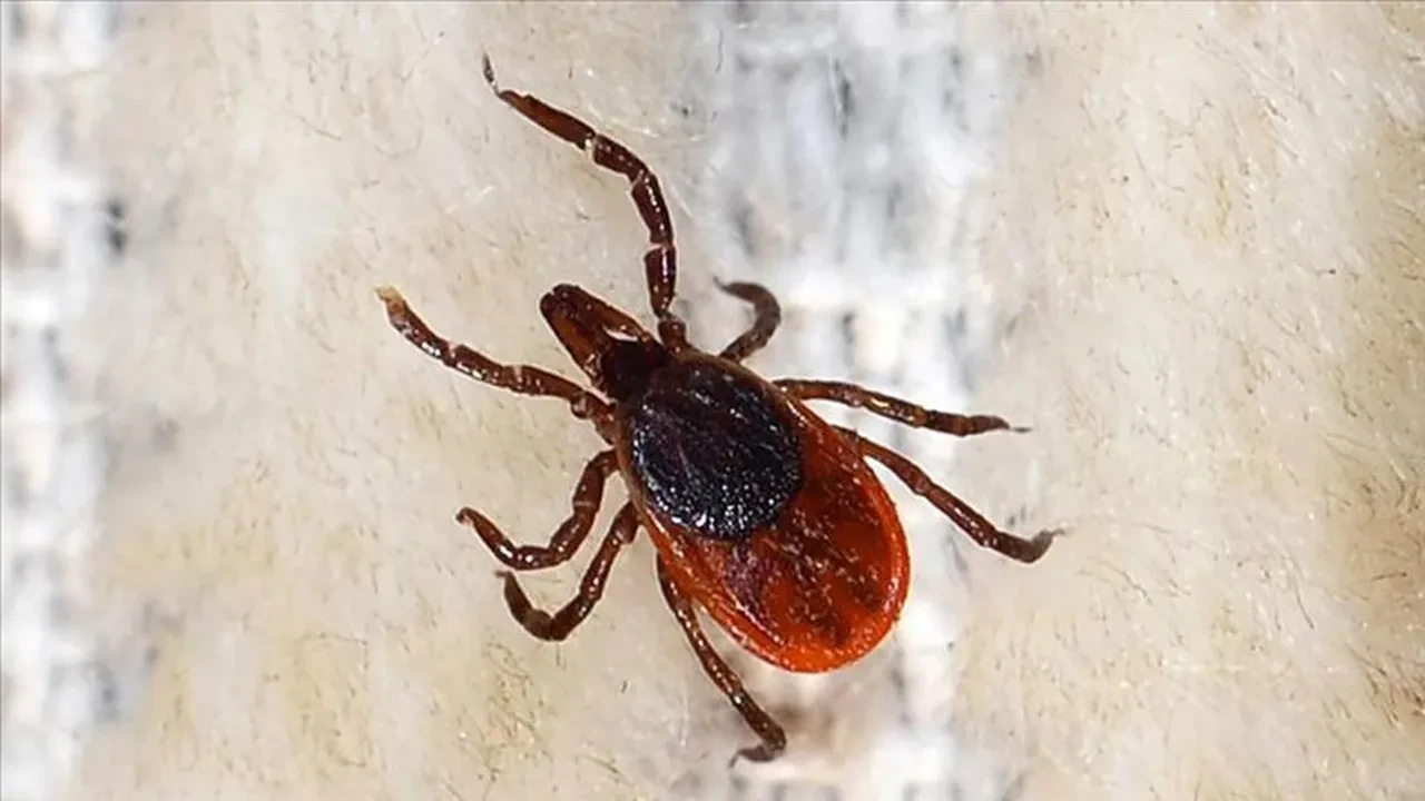 Sivas'ta kabus sürüyor! En son kurban 1.5 yaşındaki bebek oldu, valilikten uyarı geldi