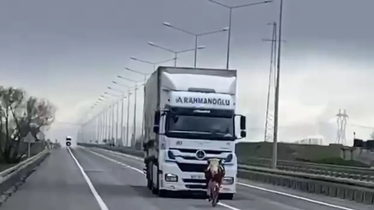 Tır sürücüsünün firari tosunla imtihanı! 
