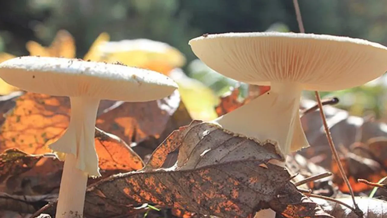 Topladıkları mantardan zehirlendiler! Uzmanlar uyardı! Bu belirtiler varsa dikkat