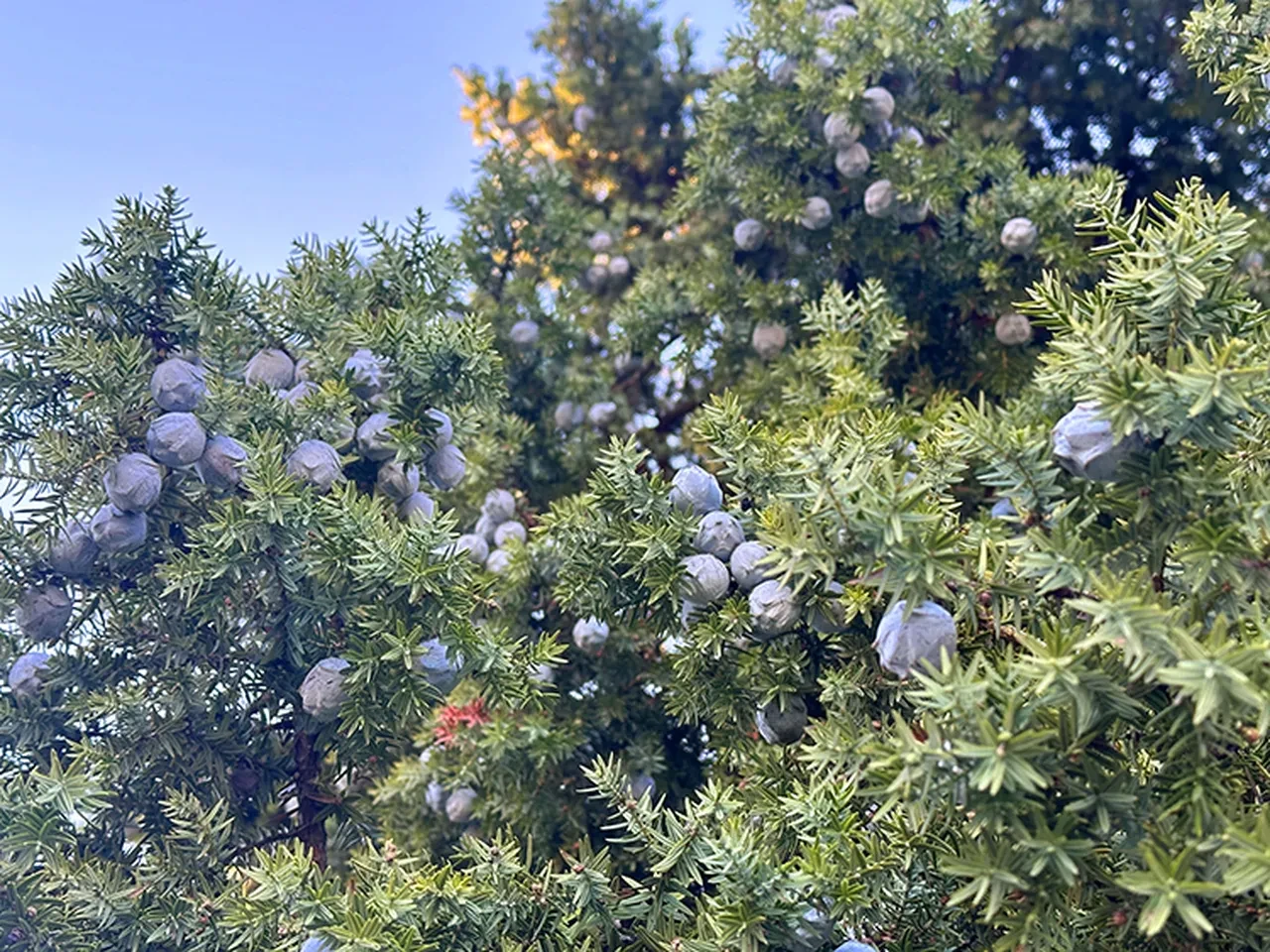 Yüzyıllardır şifa niyetine kullanılıyor! Bunu tüketen öksürükten anında kurtuluyor