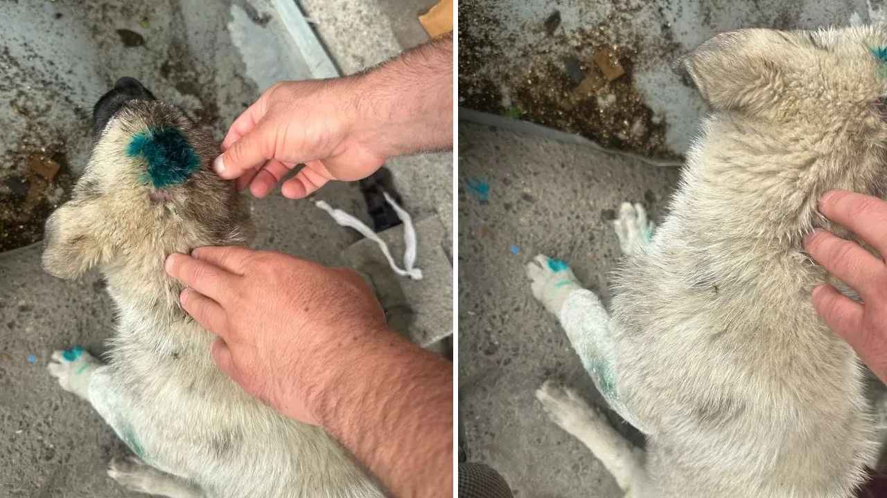Zonguldak'ta şoke eden olay! Genç adam, yolda gördüğü köpeği ısırdı