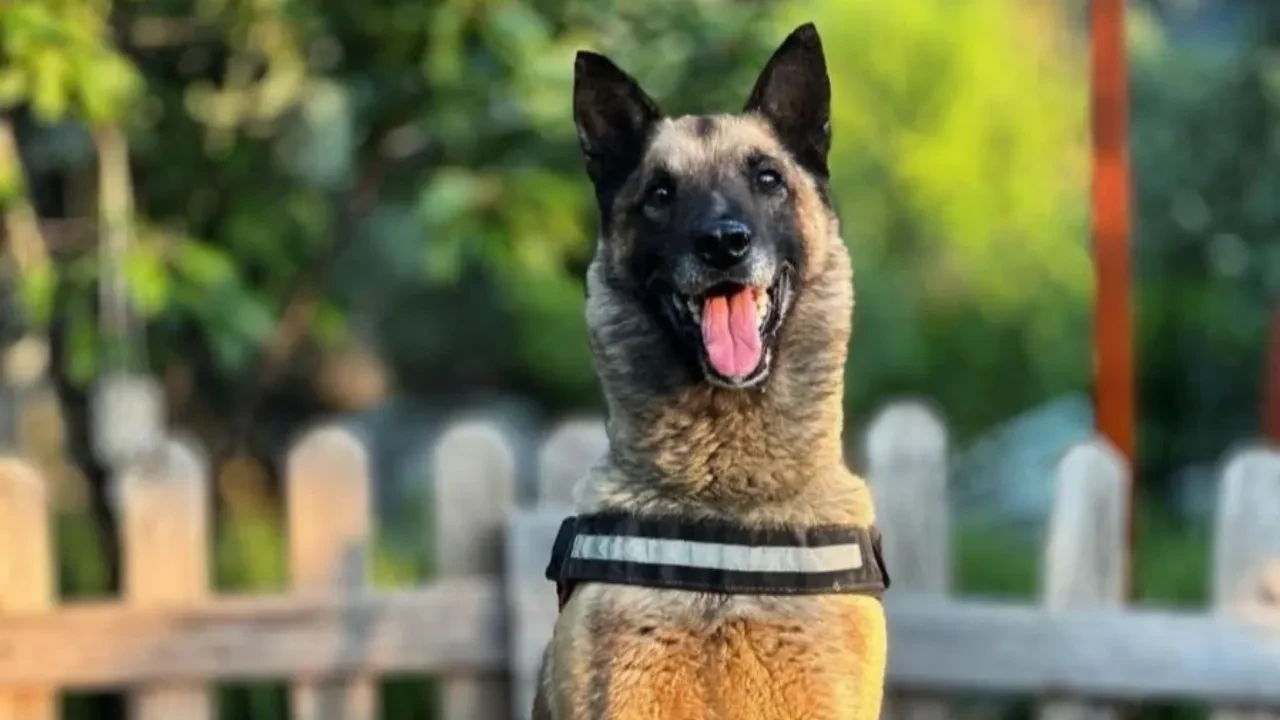 Adı büyük depremlerde hafızalara kazınmıştı! Kahraman köpek 'Bob' öldü