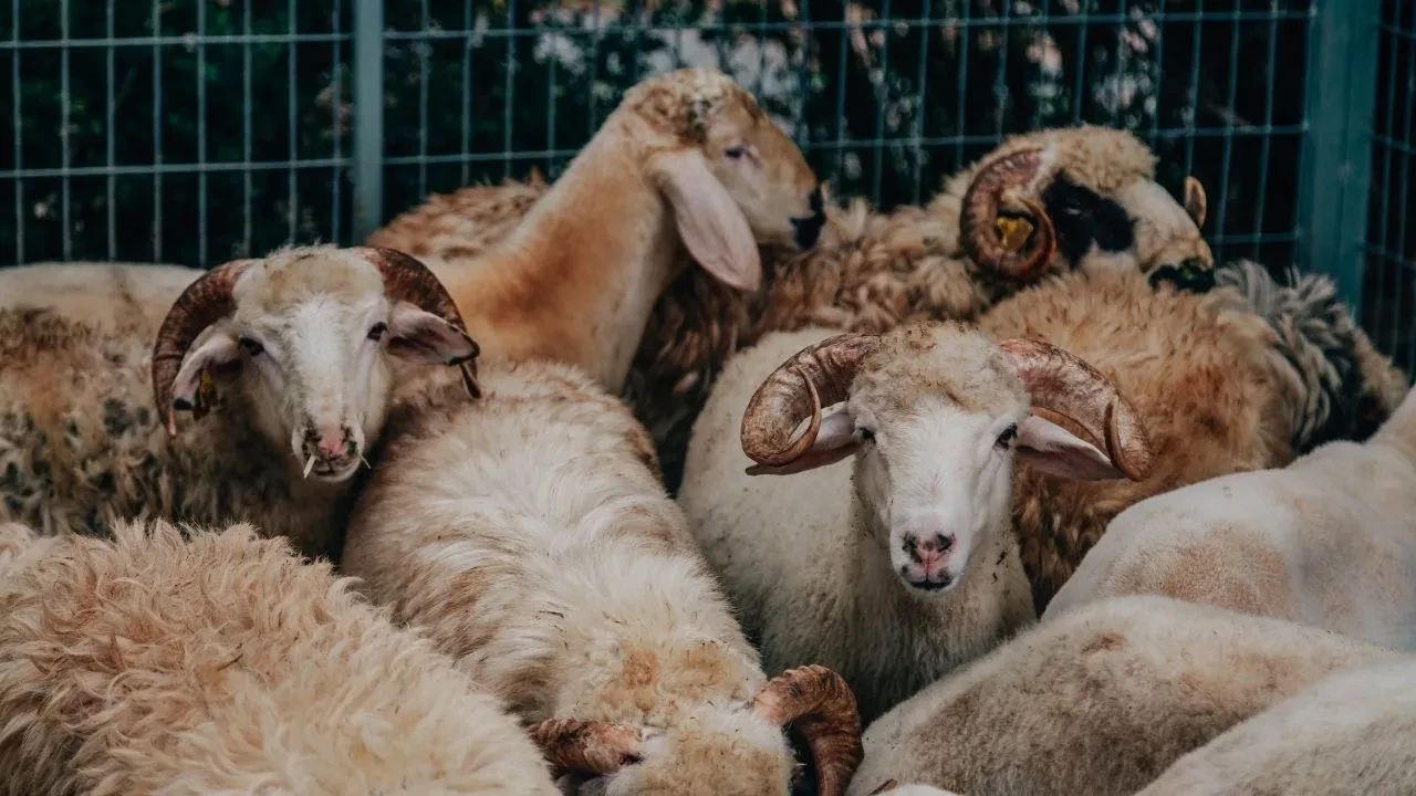 Arefe günü okullar tatil mi? Kurban Bayramı'na kısa süre kaldı