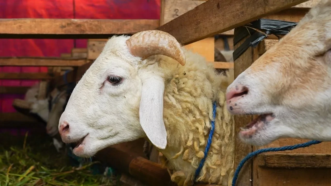 Arefe günü okullar tatil mi? Kurban Bayramı'na kısa süre kaldı