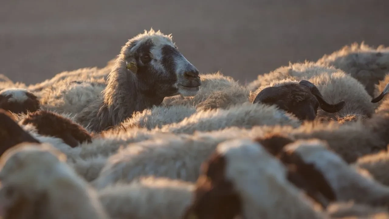 Arefe günü okullar tatil mi? Kurban Bayramı'na kısa süre kaldı