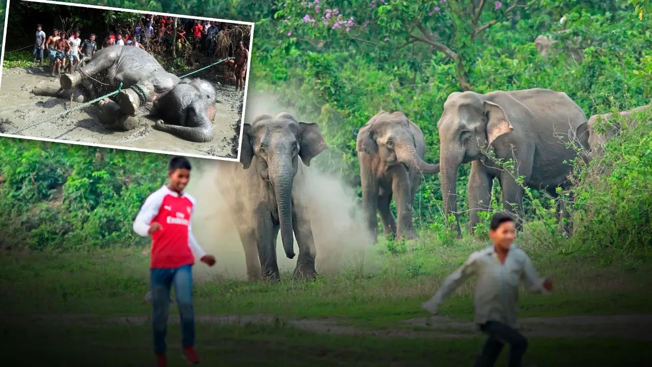Bangladeş'te fil sürüsü kalabalığa daldı! 2 ölü