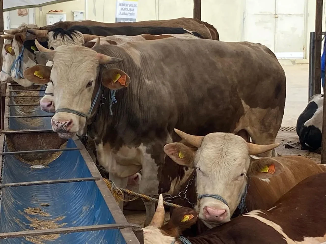 Bayram öncesi uzmanlardan kurbanlık uyarısı! Bu belirtiler varsa uzak durun