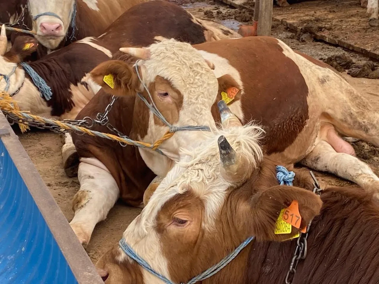 Bayram öncesi uzmanlardan kurbanlık uyarısı! Bu belirtiler varsa uzak durun