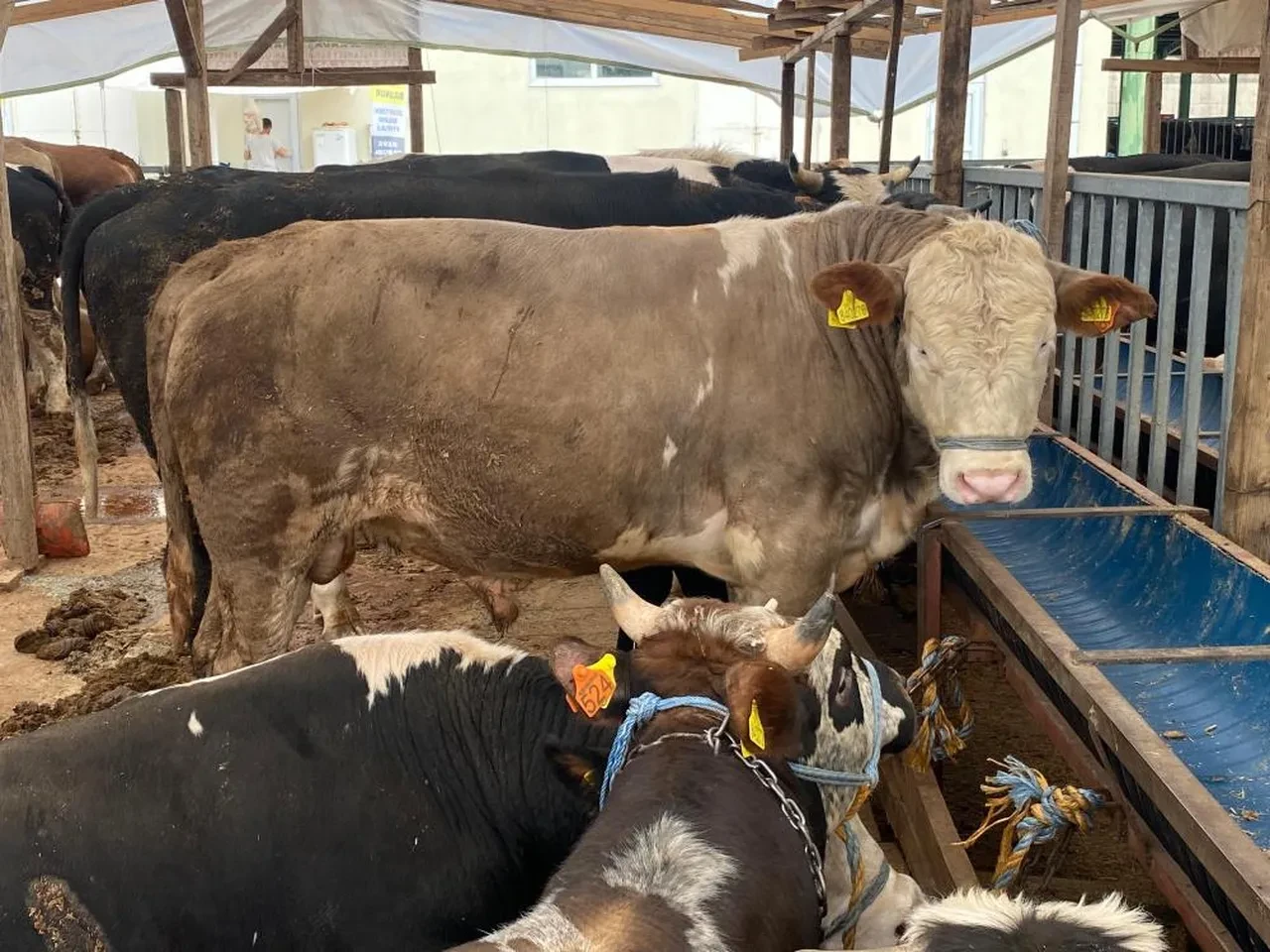 Bayram öncesi uzmanlardan kurbanlık uyarısı! Bu belirtiler varsa uzak durun