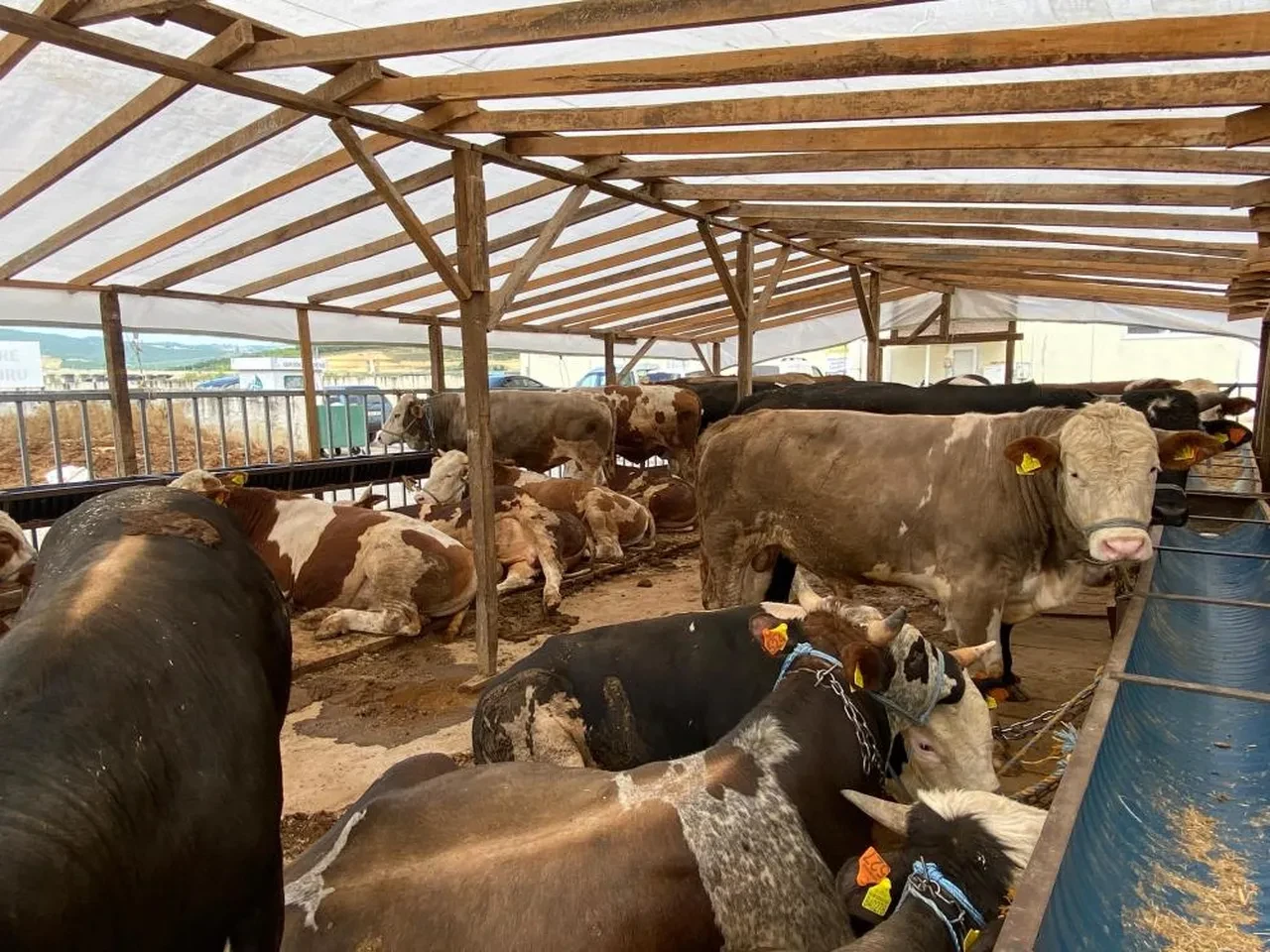 Bayram öncesi uzmanlardan kurbanlık uyarısı! Bu belirtiler varsa uzak durun