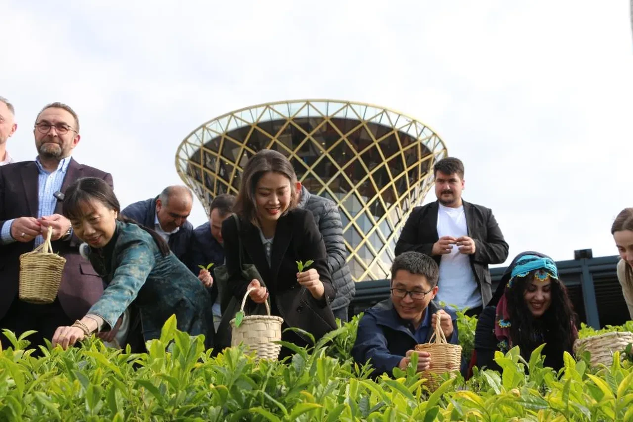 Çinliler bunu da yaptı: Rize'de çay topladılar!