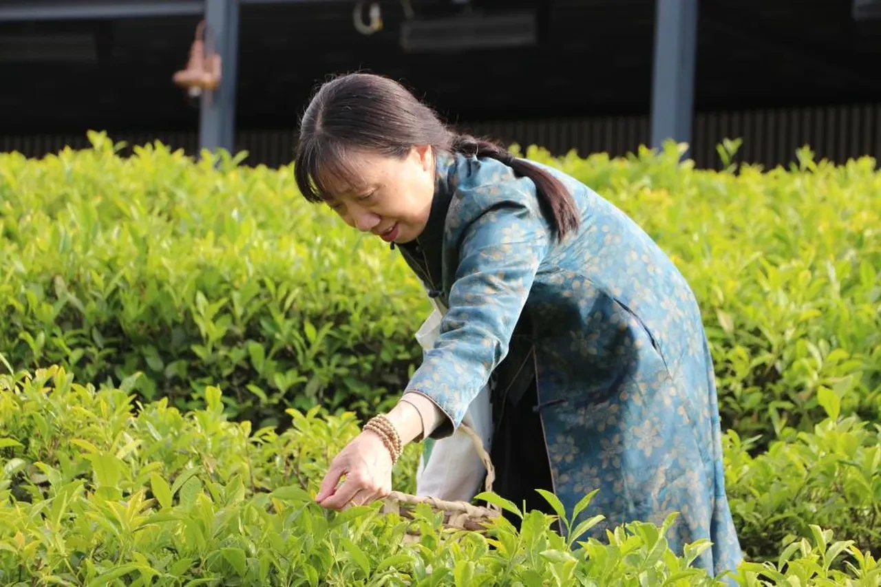 Çinliler bunu da yaptı: Rize'de çay topladılar!