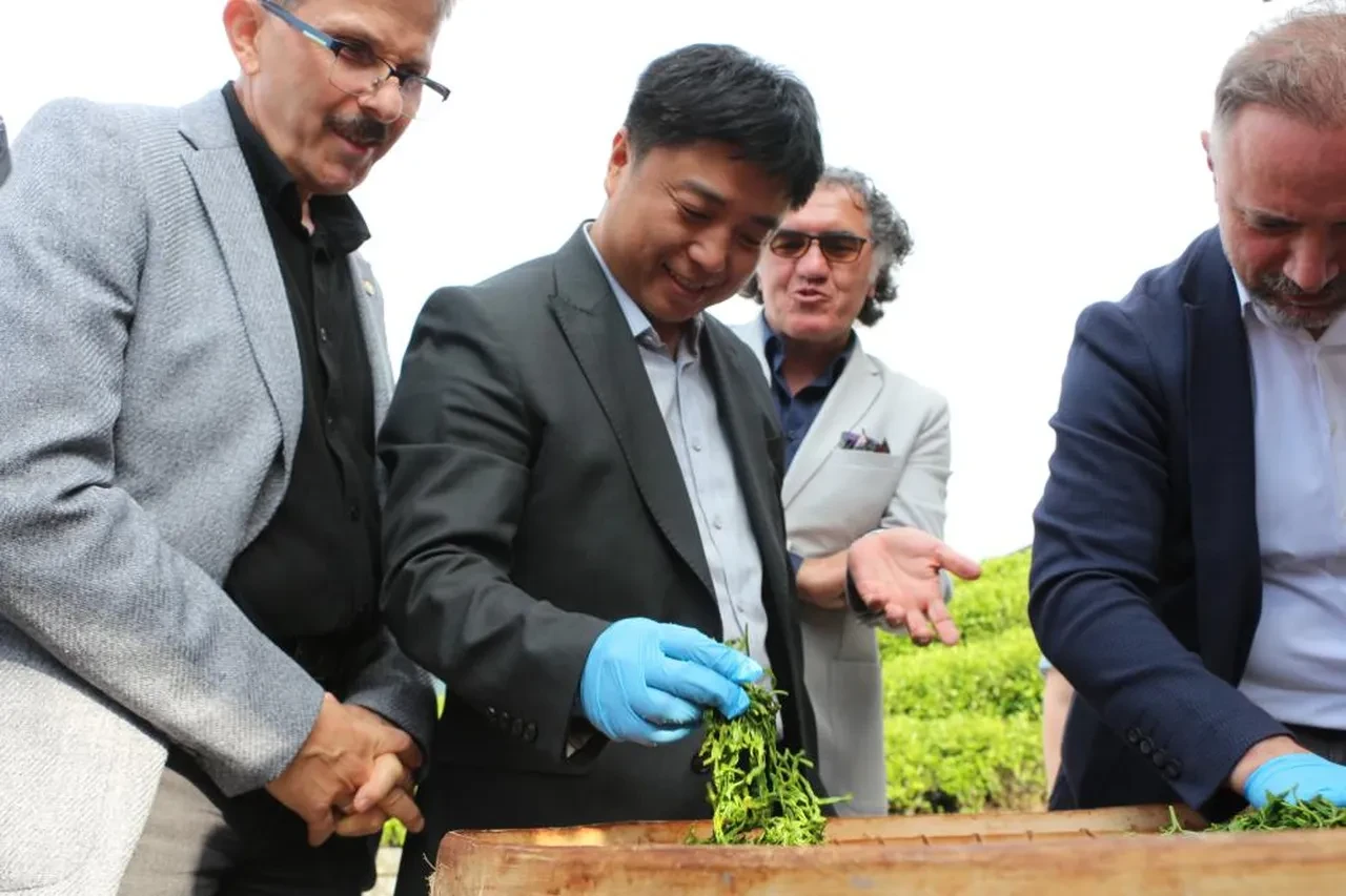 Çinliler bunu da yaptı: Rize'de çay topladılar!