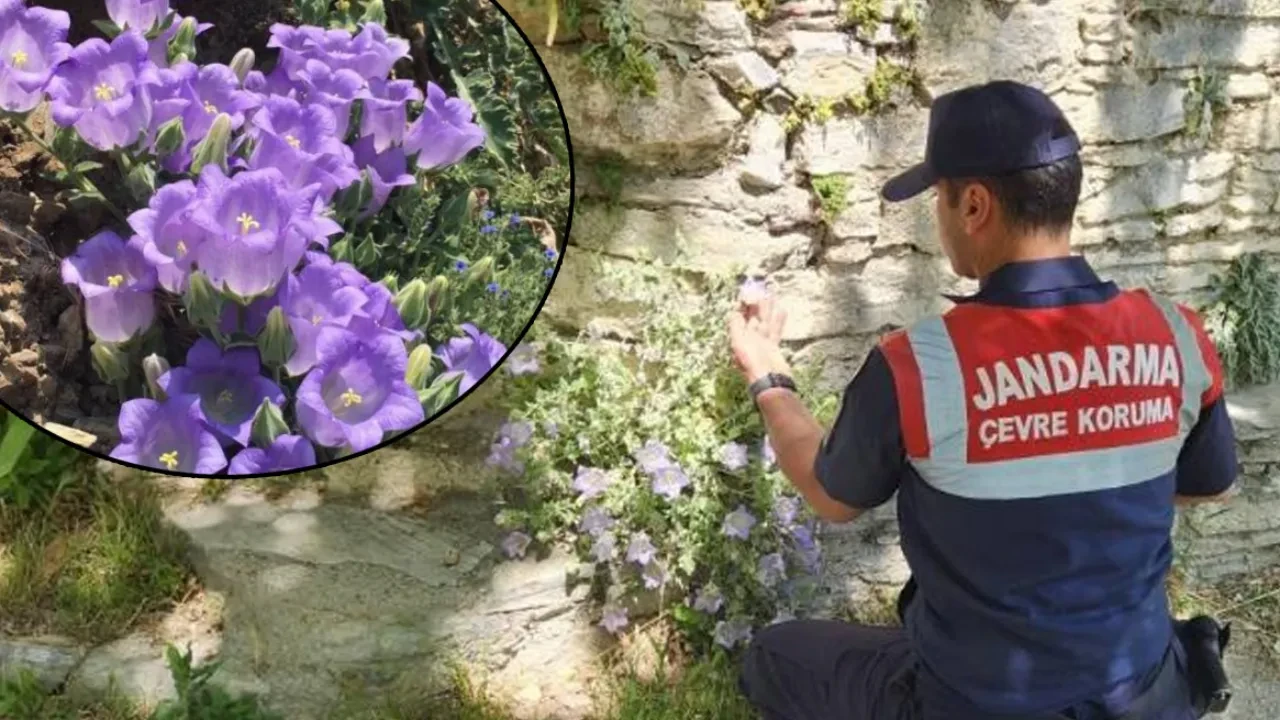 Dünyada sadece Aydın'da var! Bu çiçeği koparan yandı: Cezası yarım milyon TL
