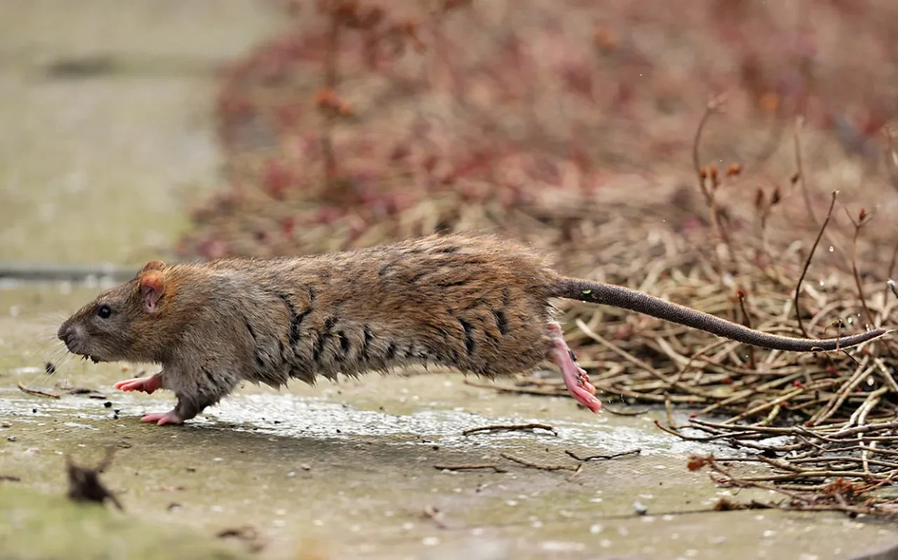 Fareler vebadan sonra ölümcül bir salgına daha neden olabilir! Bakteri yaymaya başladılar