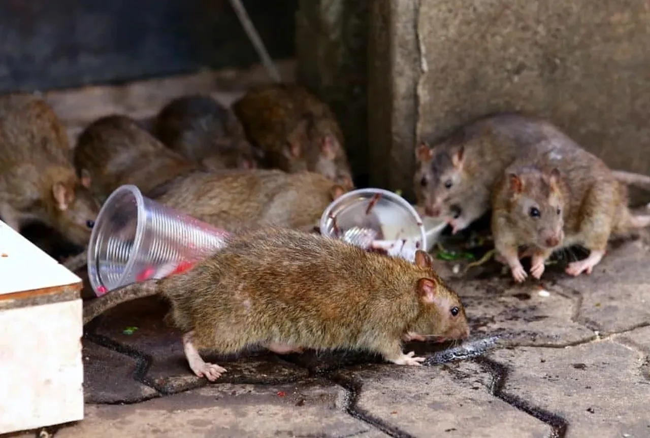 Fareler vebadan sonra ölümcül bir salgına daha neden olabilir! Bakteri yaymaya başladılar
