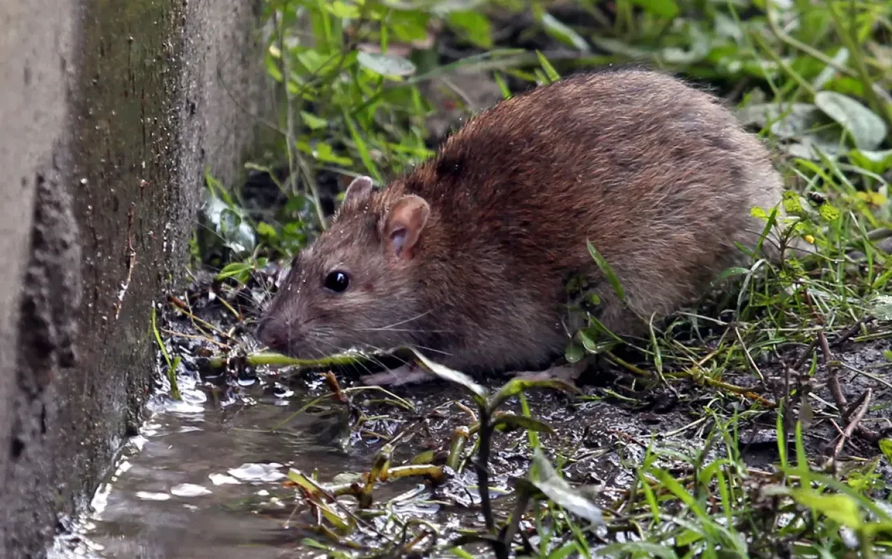 Fareler vebadan sonra ölümcül bir salgına daha neden olabilir! Bakteri yaymaya başladılar