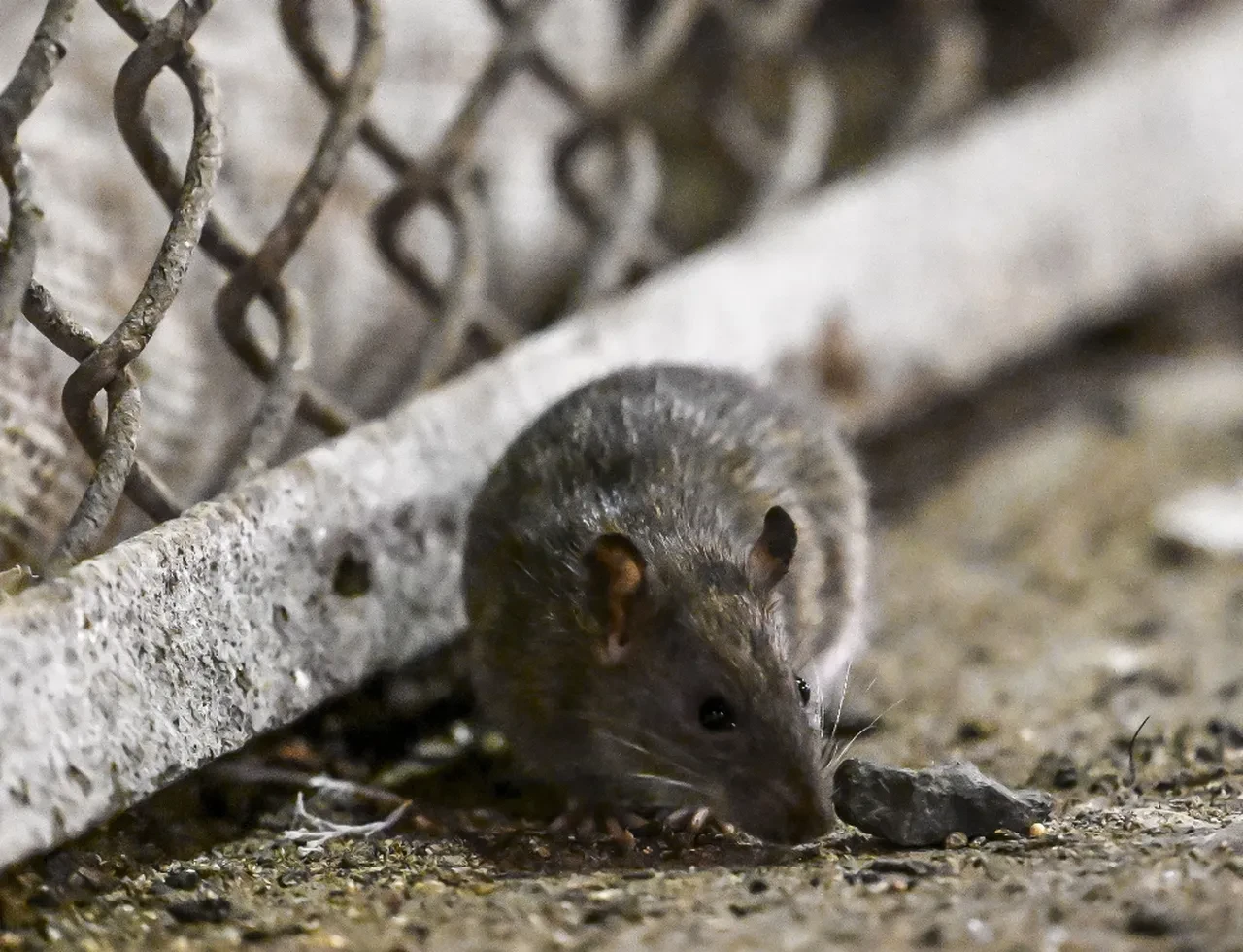 Fareler vebadan sonra ölümcül bir salgına daha neden olabilir! Bakteri yaymaya başladılar