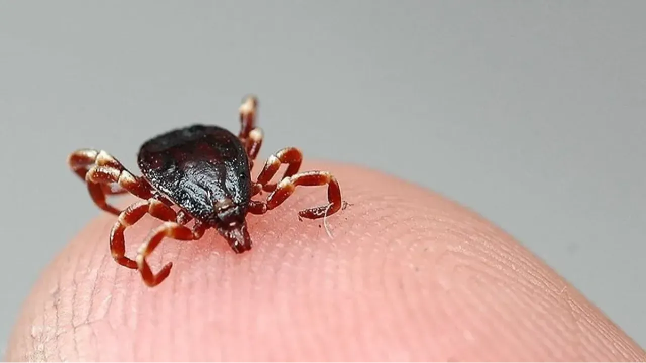 Kene kâbusu sürüyor! Bu kez yer Sivas: Uzmanlar uyarıyor