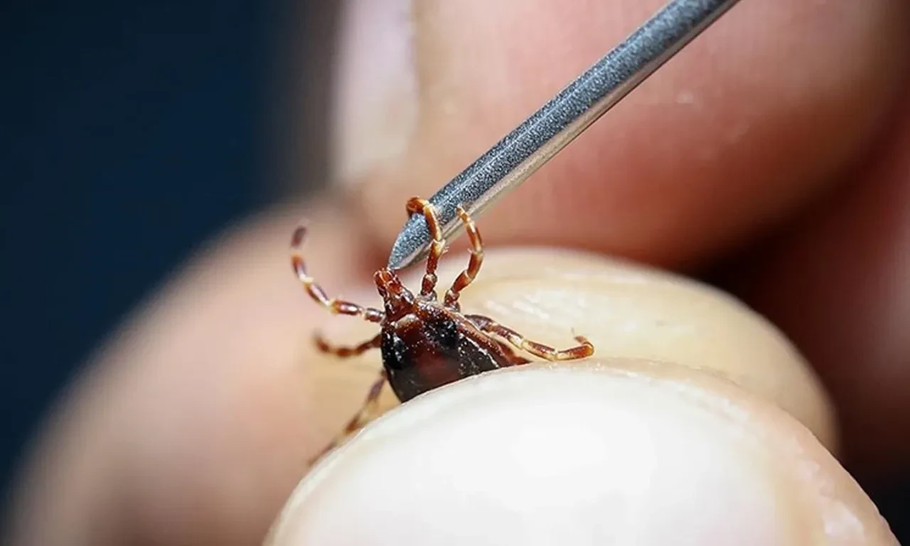 Keneler yeniden hortladı! Uzman isim uyarıları sıraladı: "Bu belirtileri taşıyanlar..."