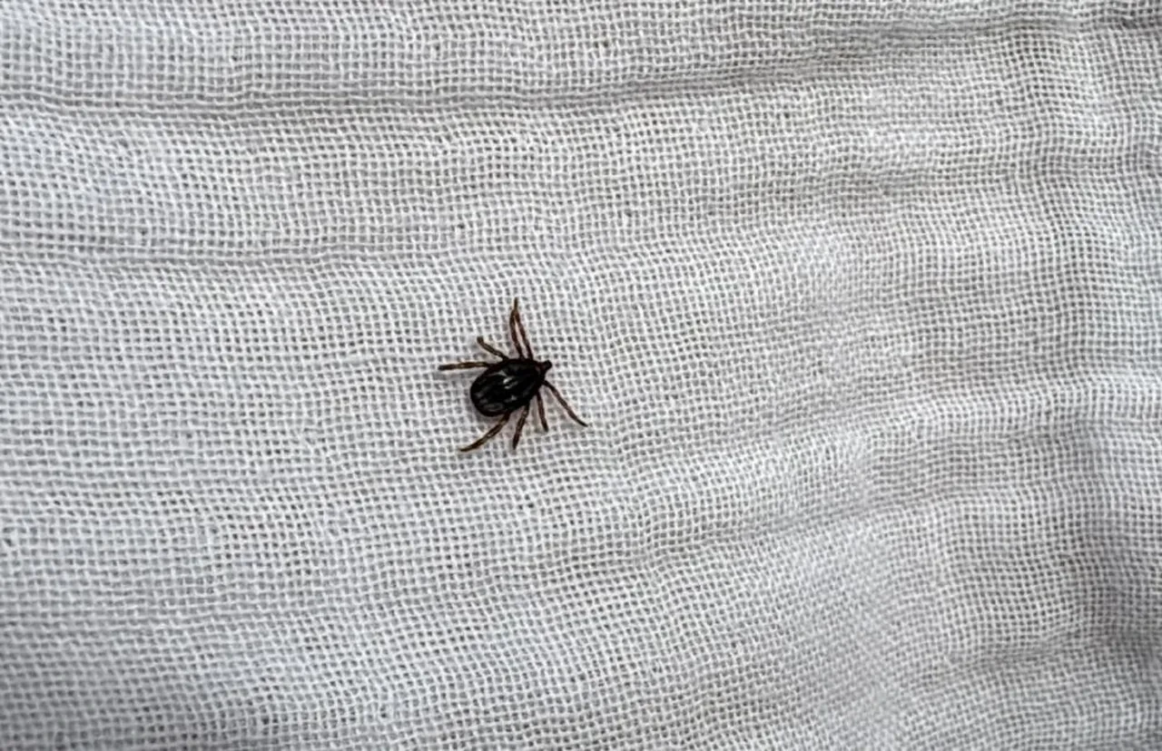 Türkiye'de kene yoğunluğu arttı mı? Sağlık Bakanlığı'ndan çok önemli açıklama