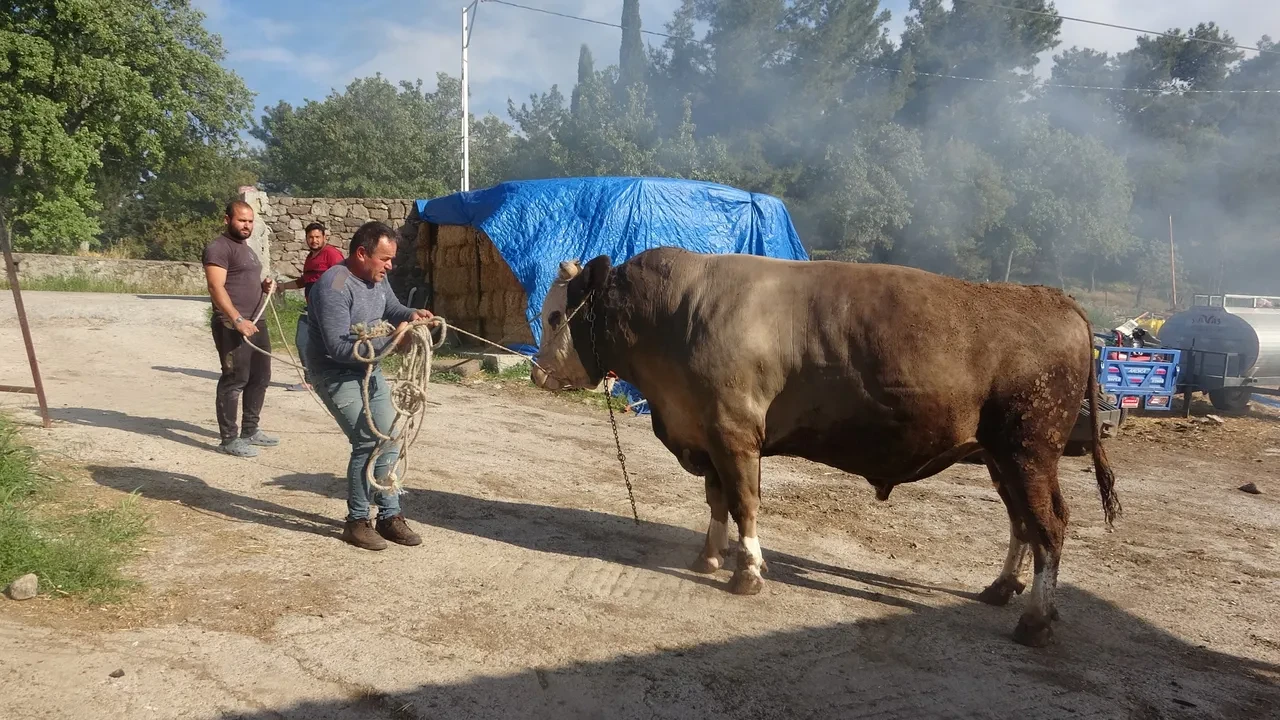 Kurbanlık fiyatları cep yakıyor! 1.5 tonluk boğanın fiyatı dudak uçuklattı