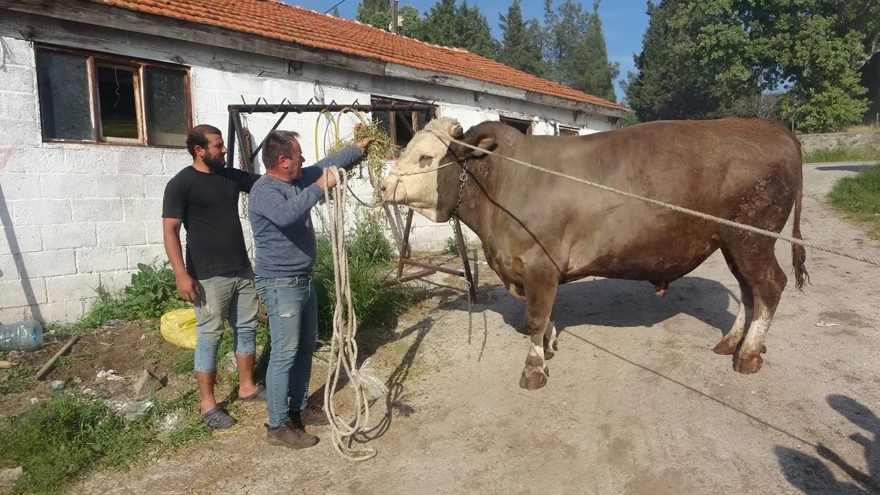 Kurbanlık fiyatları cep yakıyor! 1.5 tonluk boğanın fiyatı dudak uçuklattı