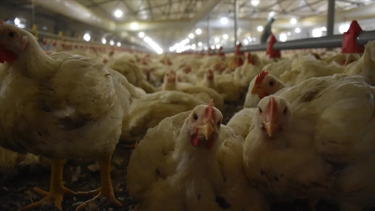 Kuş gribi hortladı! Tavuk devi pazardan çekilmek zorunda kaldı