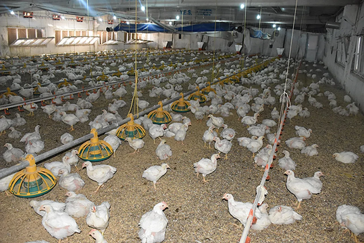 Kuş gribi hortladı! Tavuk devi pazardan çekilmek zorunda kaldı