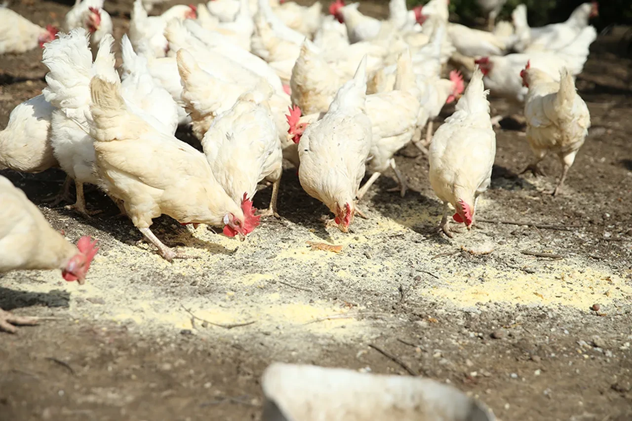 Kuş gribi hortladı! Tavuk devi pazardan çekilmek zorunda kaldı