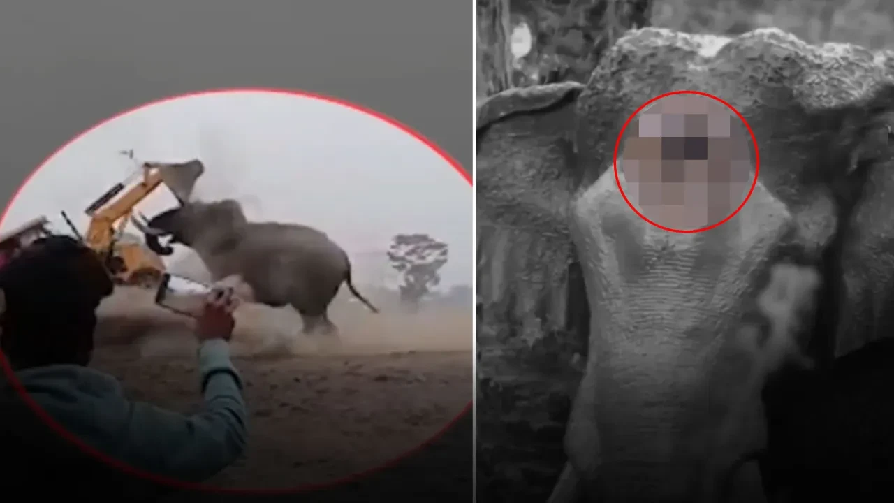 Ormanı yok eden iş makinesine karşı tek başına direndi! Cesur filin aldığı darbe yürek burktu